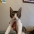 Yavru Kedi Aykut Yuva Arıyor fotoğraf