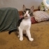 Yavru Kedi Aykut Yuva Arıyor fotoğraf