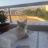 Eğitimli ev kedisi fotoğraf