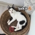 Kurtarıldığı sokağa geri dönmesin fotoğraf