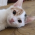 Yavru Kedi Nare Yuva Arıyor fotoğraf