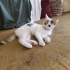 Yavru Kedi Nare Yuva Arıyor fotoğraf