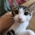 4 Yavru Kardeşler Yuva Arıyor fotoğraf