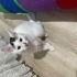 Bulut için ömürlük yuva arıyoruz fotoğraf