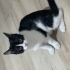 Sevimli Panda için ömürlük yuvasını arıyoruz fotoğraf