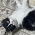 Sevimli Panda için ömürlük yuvasını arıyoruz fotoğraf