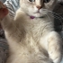 Sevgi Dolu Bir Yuva Arayan Prenses Derin | 2 Yaşında British Shorthair fotoğraf