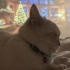 Sevgi Dolu Bir Yuva Arayan Prenses Derin | 2 Yaşında British Shorthair fotoğraf