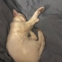 Sevgi Dolu Bir Yuva Arayan Prenses Derin | 2 Yaşında British Shorthair fotoğraf