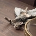 Acilen yuvacık arıyoruz fotoğraf