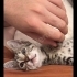 Acilen yuvacık arıyoruz fotoğraf
