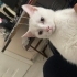 2.5 aylık dişi hareketli oyuncu biti piresi yoktur fotoğraf