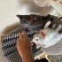 2.5 aylık dişi hareketli oyuncu biti piresi yoktur fotoğraf