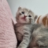 3 adet yeni doğmuş yavrular fotoğraf