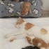 3 adet yeni doğmuş yavrular fotoğraf