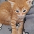 3 adet yeni doğmuş yavrular fotoğraf