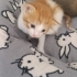3 adet yeni doğmuş yavrular fotoğraf