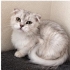 SCOTTISH FOLD..!! VETERİNERDEN..!! ACİİLL..!! fotoğraf