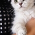 SCOTTISH FOLD..!! VETERİNERDEN..!! ACİİLL..!! fotoğraf