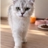 SCOTTISH FOLD..!! VETERİNERDEN..!! ACİİLL..!! fotoğraf