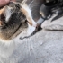 Asil kedi Peri nin acil yuvaya ihtiyacı var fotoğraf