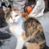 Asil kedi Peri nin acil yuvaya ihtiyacı var fotoğraf