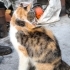 Asil kedi Peri nin acil yuvaya ihtiyacı var fotoğraf