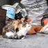 Asil kedi Peri nin acil yuvaya ihtiyacı var fotoğraf