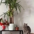 Uysal cana yakın sakin oynamayı seven bir çocuk fotoğraf