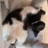🐾 Milka ömürlük yuvasını arıyor! 🤍 fotoğraf