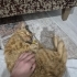 Çok güçlü ve akıllı bi oğlan fotoğraf