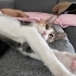 🐾 Maya ömürlük yuvasını arıyor! 🤍 fotoğraf