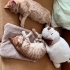 🐾 Mimi ve Ekmek birlikte ömürlük yuvalarını arıyor! 🤍 fotoğraf