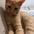 🐾 Mimi ve Ekmek birlikte ömürlük yuvalarını arıyor! 🤍 fotoğraf