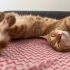 🐾 Mimi ve Ekmek birlikte ömürlük yuvalarını arıyor! 🤍 fotoğraf