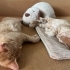 🐾 Mimi ve Ekmek birlikte ömürlük yuvalarını arıyor! 🤍 fotoğraf