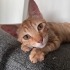 🐾 Mimi ve Ekmek birlikte ömürlük yuvalarını arıyor! 🤍 fotoğraf