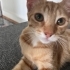 🐾 Mimi ve Ekmek birlikte ömürlük yuvalarını arıyor! 🤍 fotoğraf