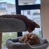 🐾 Mimi ve Ekmek birlikte ömürlük yuvalarını arıyor! 🤍 fotoğraf