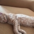 🐾 Mimi ve Ekmek birlikte ömürlük yuvalarını arıyor! 🤍 fotoğraf