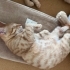 🐾 Mimi ve Ekmek birlikte ömürlük yuvalarını arıyor! 🤍 fotoğraf