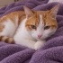 Yakışıklı kedi bonbon fotoğraf