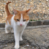 Yakışıklı kedi bonbon fotoğraf