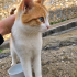 Yakışıklı kedi bonbon fotoğraf