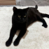 Gösterişli kedi puma fotoğraf
