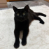 Gösterişli kedi puma fotoğraf