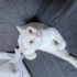 Cins yetişkin kedi fotoğraf