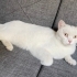 Cins yetişkin kedi fotoğraf