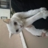 Cins yetişkin kedi fotoğraf