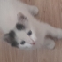 Yuva arayan guzel kedi fotoğraf